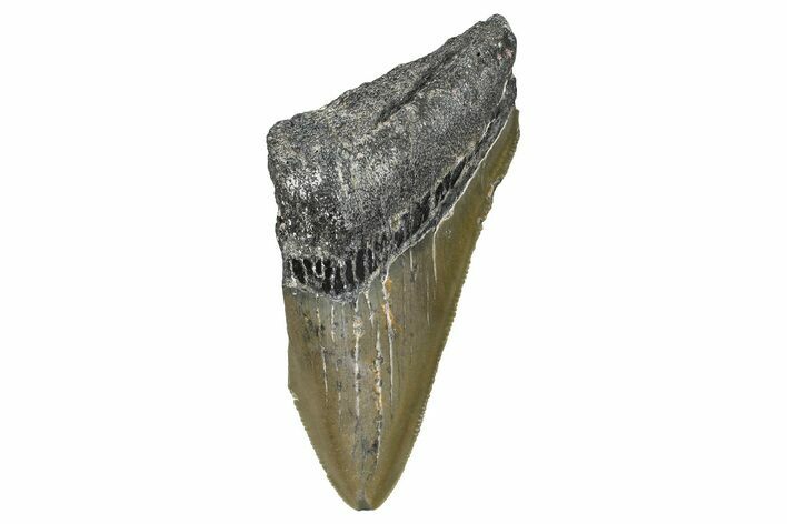 Partial, Fossil Megalodon Tooth - Serrated Blade #368476